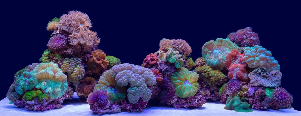 Reef deals double bliss