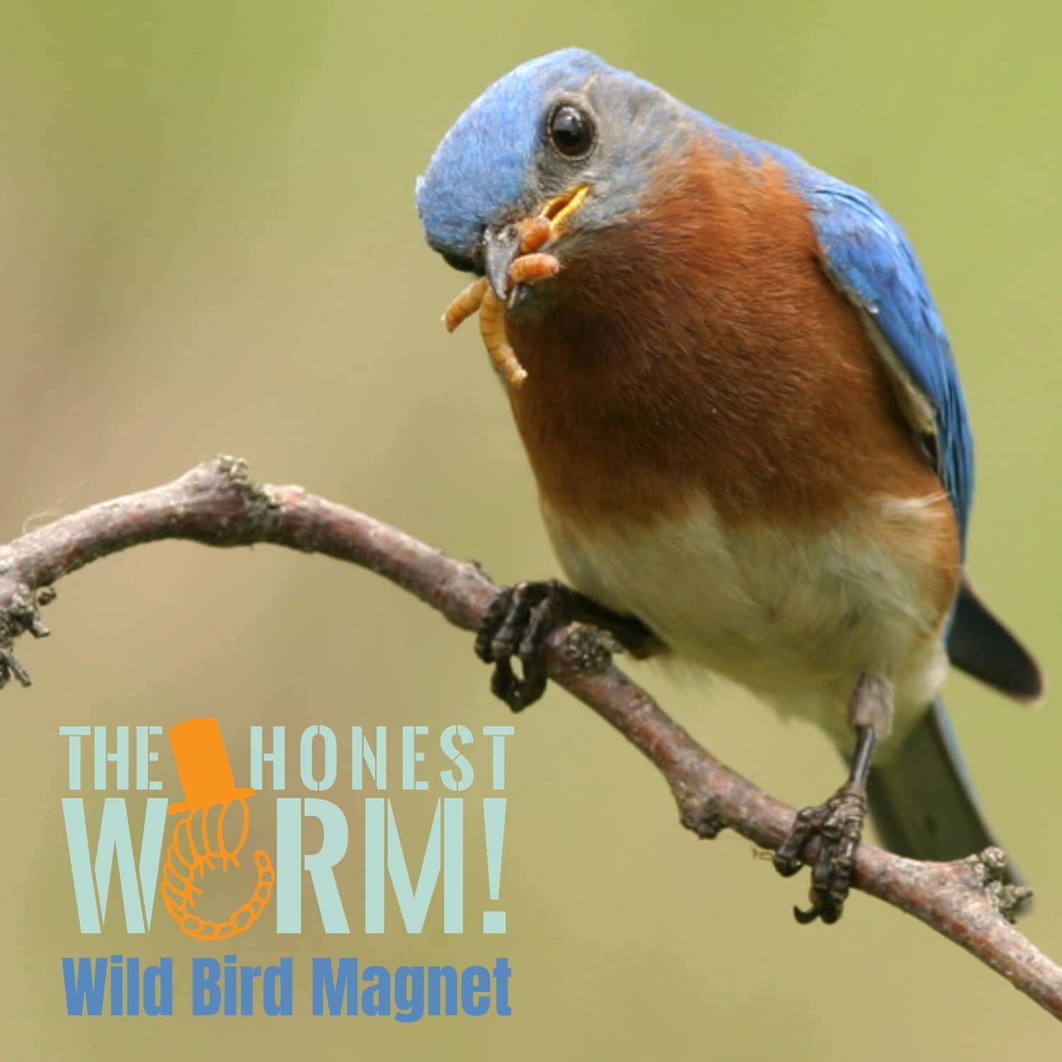 The Honest Worm! The Honest Worm! Wild Bird Magnet Wild Bird Food - 7 Oz  