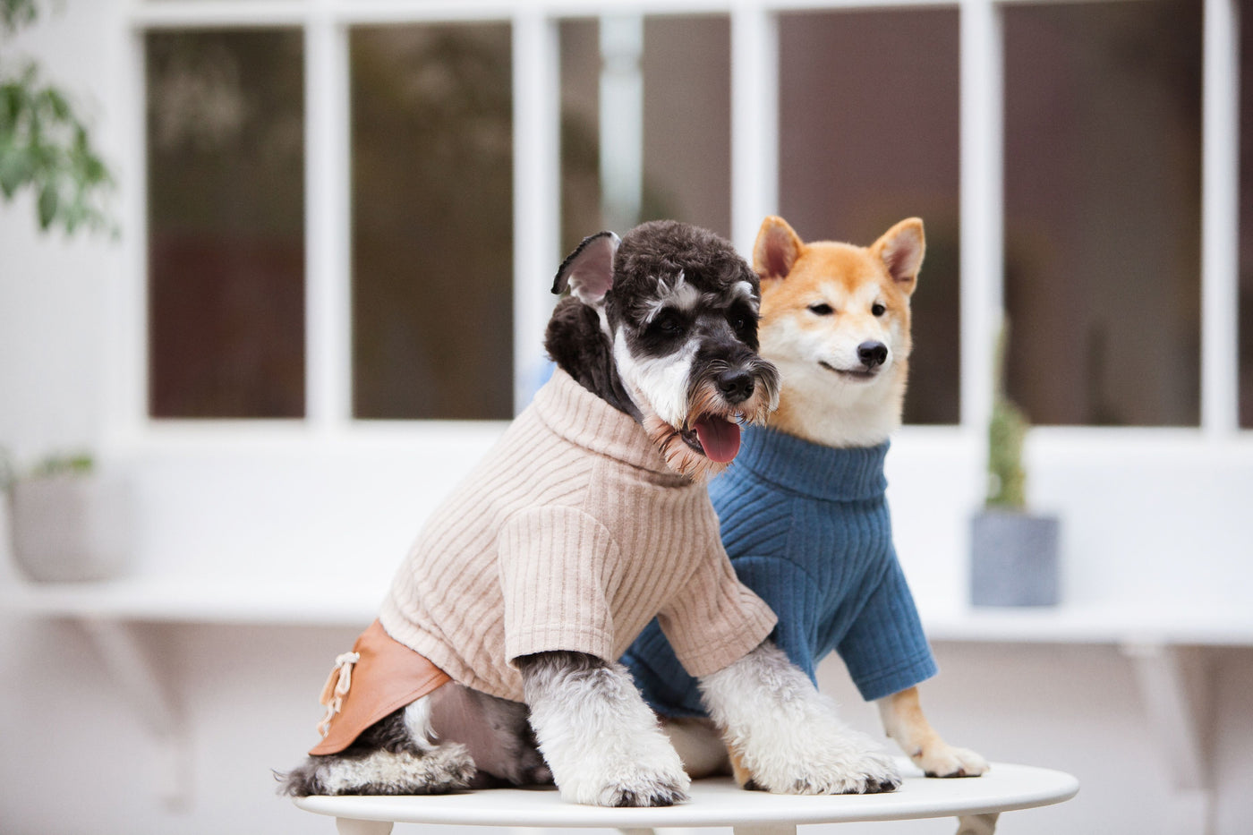 Designer Dog Clothes 