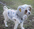 Touchdog ® Outlaw Embellished Retro-Denim Hooded Dog Sweater Coat  