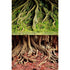 Underwater Treasures Amazon Root/Grassy Root Reversible Background - 20" - Sold by the Foot - 50 Feet  