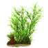 Underwater Treasures Bamboo On Root  