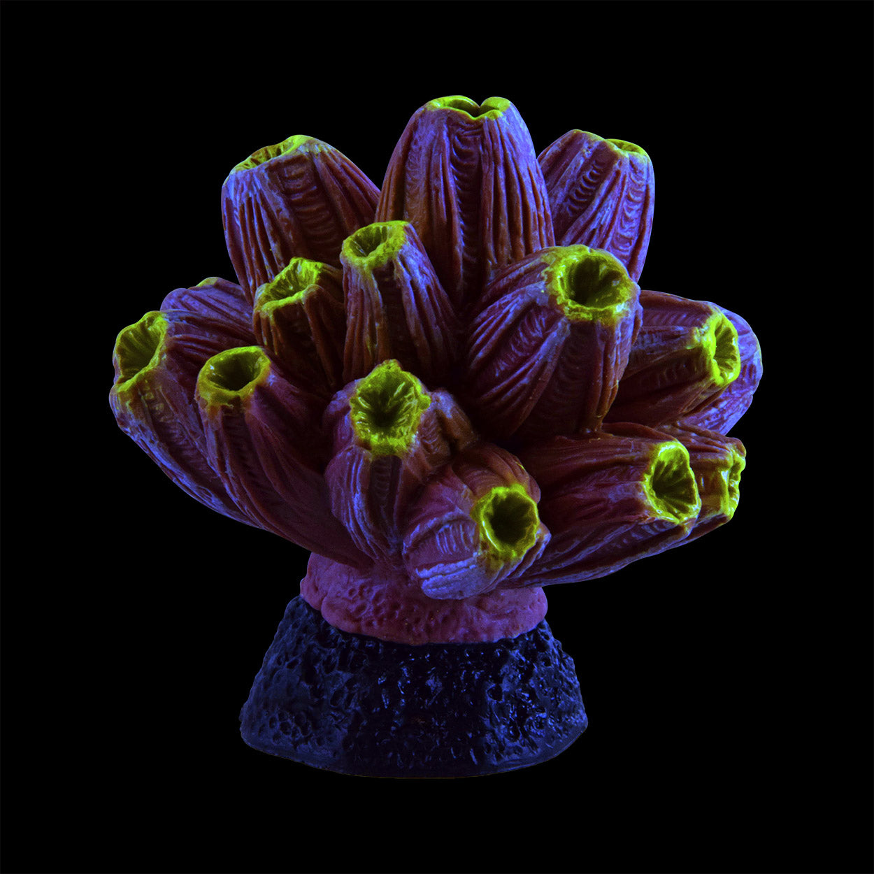 Underwater Treasures Barnacle - Purple/Yellow  