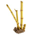 Underwater Treasures Broken Bamboo  