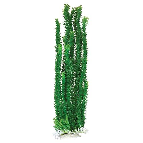 Underwater Treasures Cabomba - 24"  