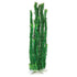 Underwater Treasures Cabomba - 24"  