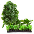 Underwater Treasures Calathea Mound  