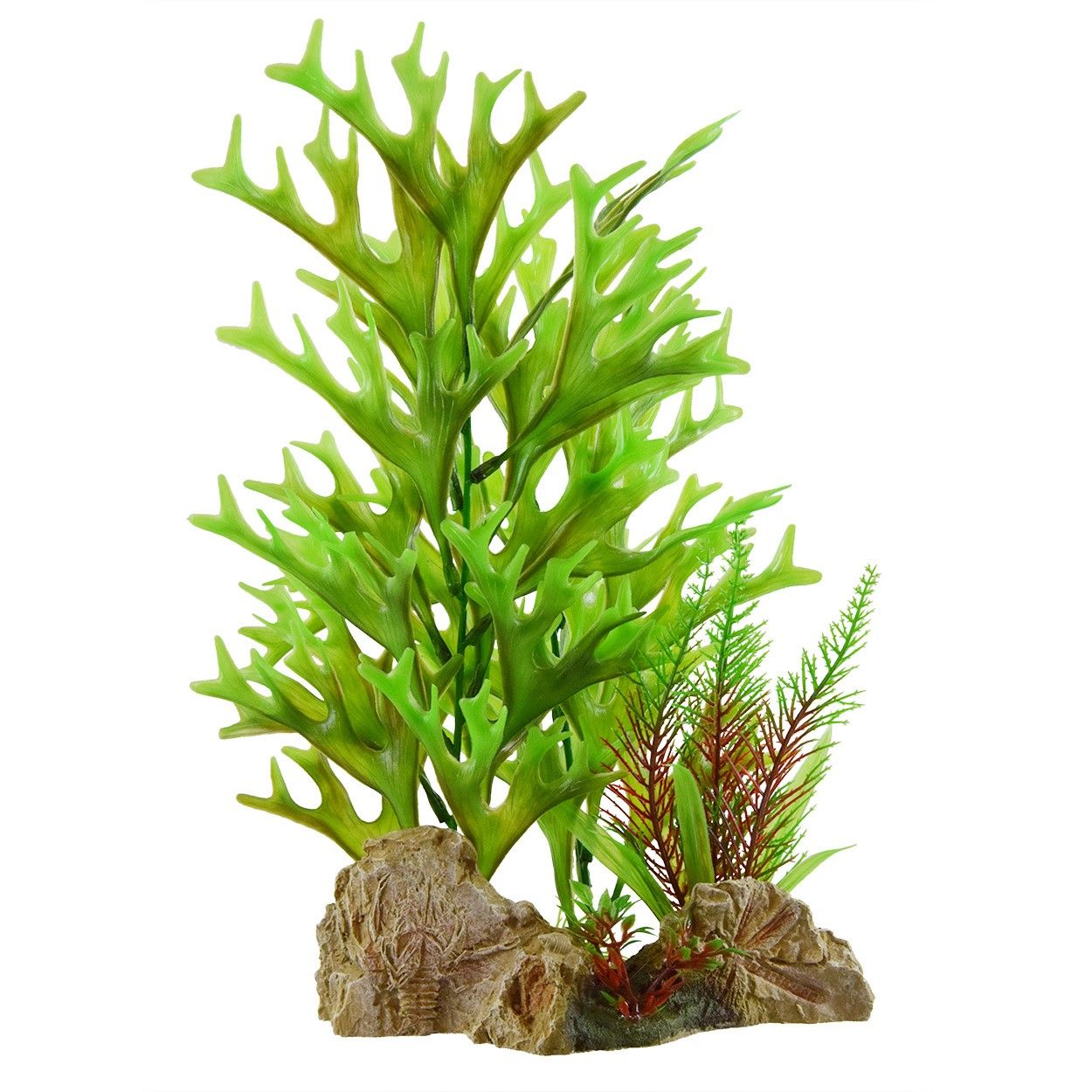 Underwater Treasures Caulerpa On Rock  