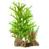 Underwater Treasures Caulerpa On Rock  