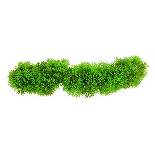 Underwater Treasures Creeping Jenny  