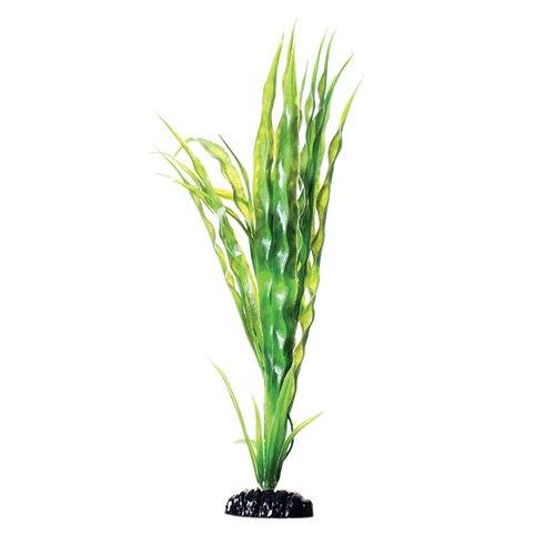 Underwater Treasures Cryptocoryne Balansae - 12