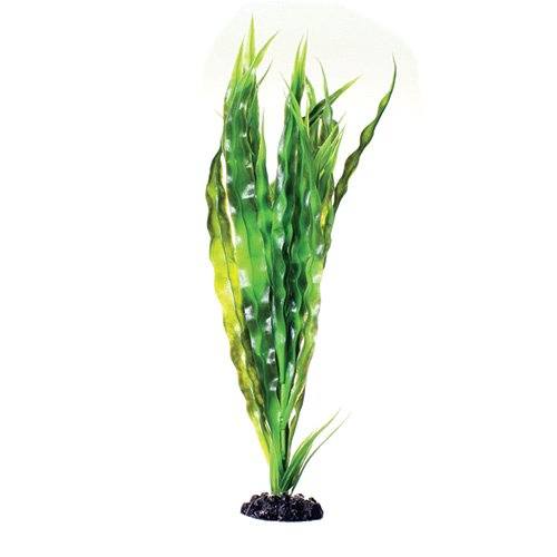 Underwater Treasures Cryptocoryne Balansae - 16"  