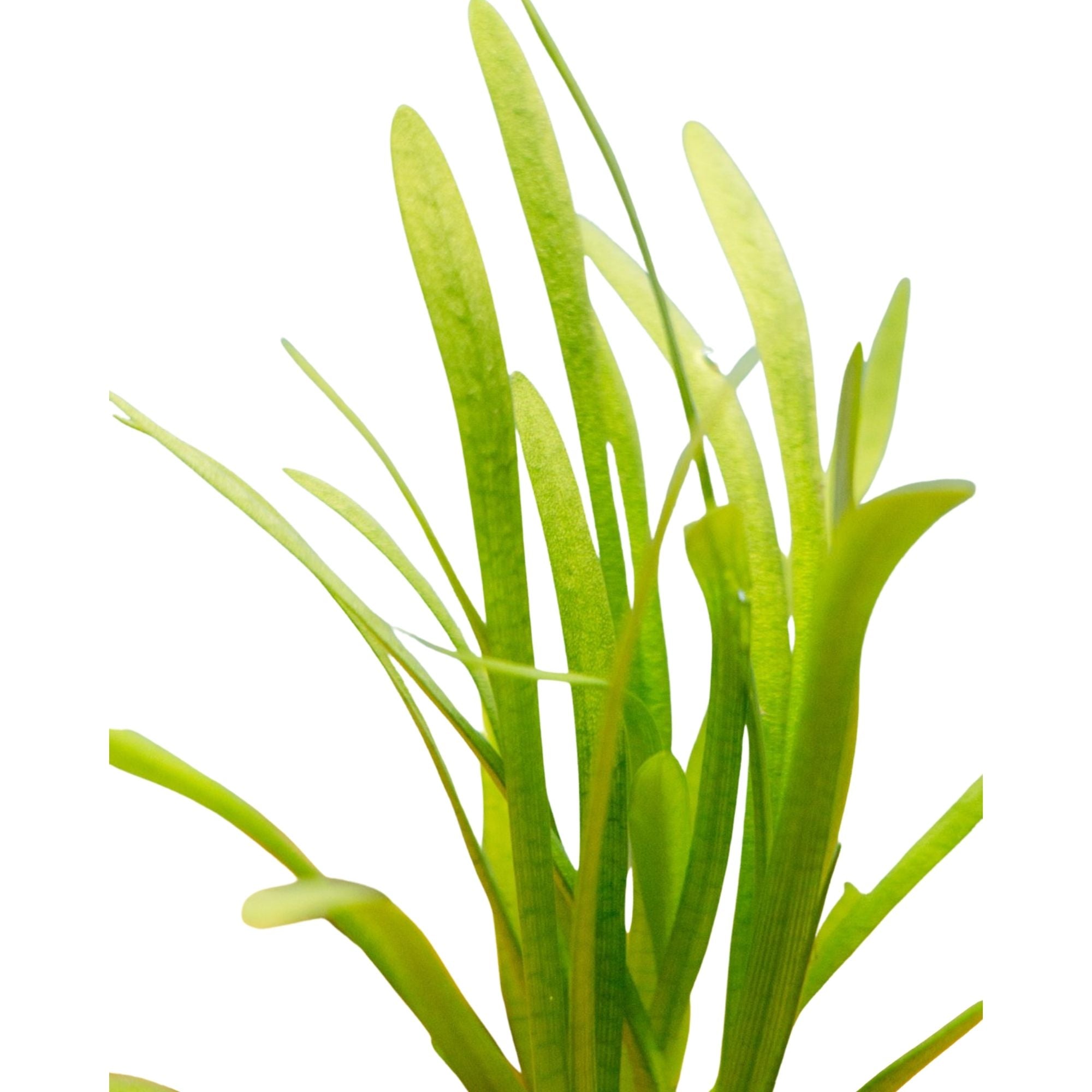 Underwater Treasures Dwarf Sagittaria  