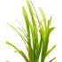 Underwater Treasures Dwarf Sagittaria  