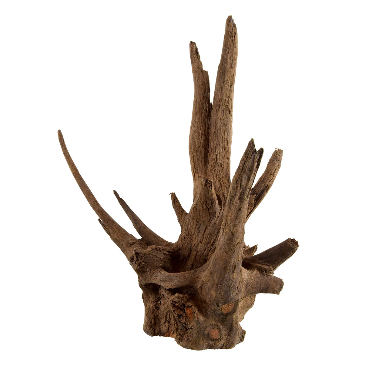 Underwater Treasures Eucalyptus Root - Nano - Pack of 4  