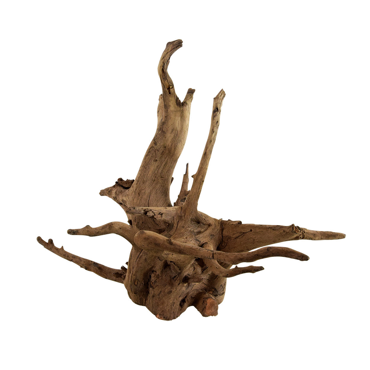 Underwater Treasures Eucalyptus Root - Small - Pack of 3  