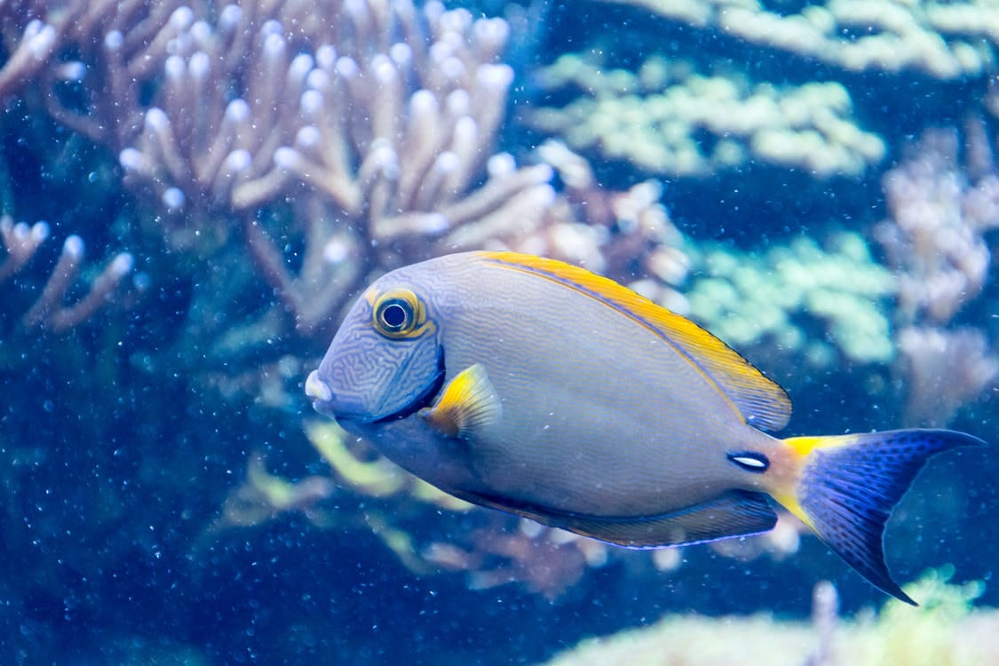 Underwater Treasures Fiji Reef - A  