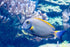 Underwater Treasures Fiji Reef - A  
