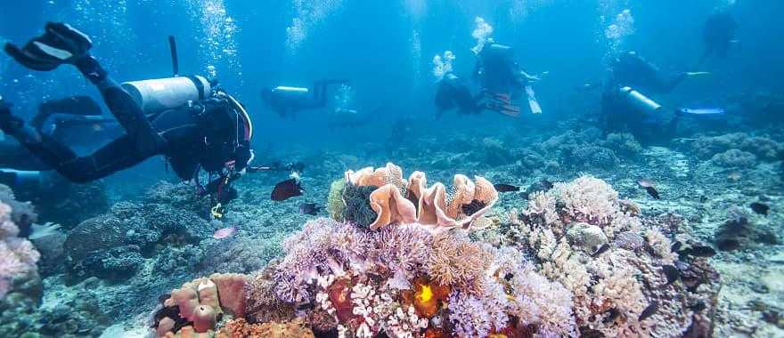 Underwater Treasures Fiji Reef - B  