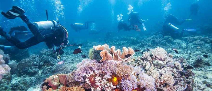 Underwater Treasures Fiji Reef - B