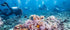 Underwater Treasures Fiji Reef - B  