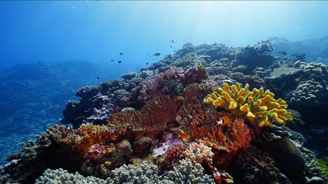 Underwater Treasures Fiji Reef - C  