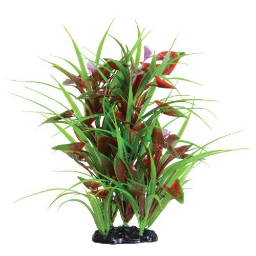 Underwater Treasures Flowering Arrowhead - 12