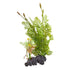 Underwater Treasures Flowering Water Sprite  