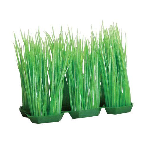 Underwater Treasures Foregrounder - Green Hairgrass (6 Pod) - 4