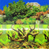Underwater Treasures Forest Landscape  