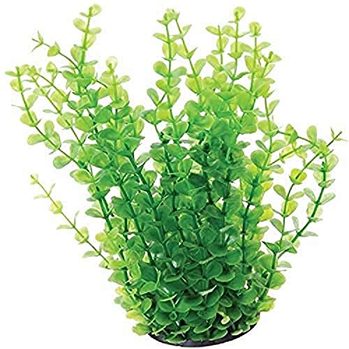 Underwater Treasures Green Moneywort - 10