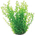 Underwater Treasures Green Moneywort - 10"  