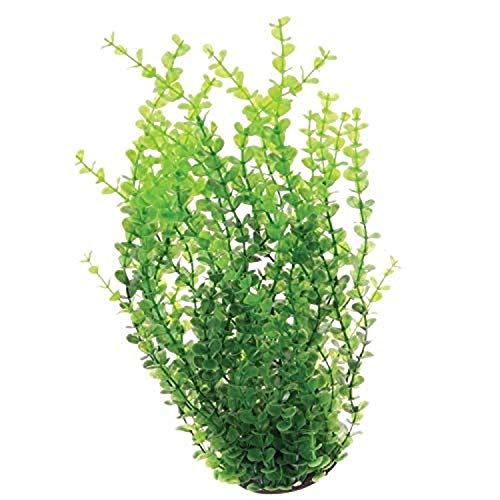 Underwater Treasures Green Moneywort - 16"  