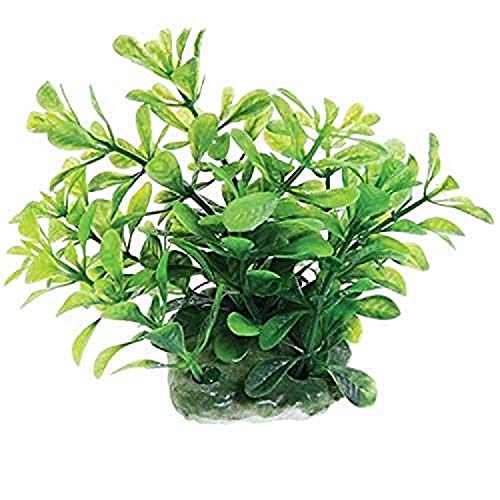 Underwater Treasures Green Moneywort - 2.5