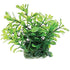 Underwater Treasures Green Moneywort - 2.5"  