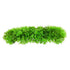Underwater Treasures Green Star Fern  