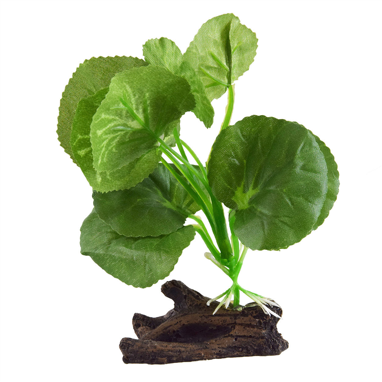 Underwater Treasures Hydrocotyle  