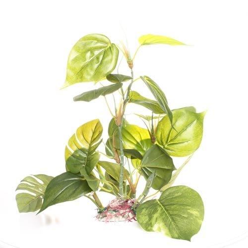 Underwater Treasures Jade Pothos - 12"  