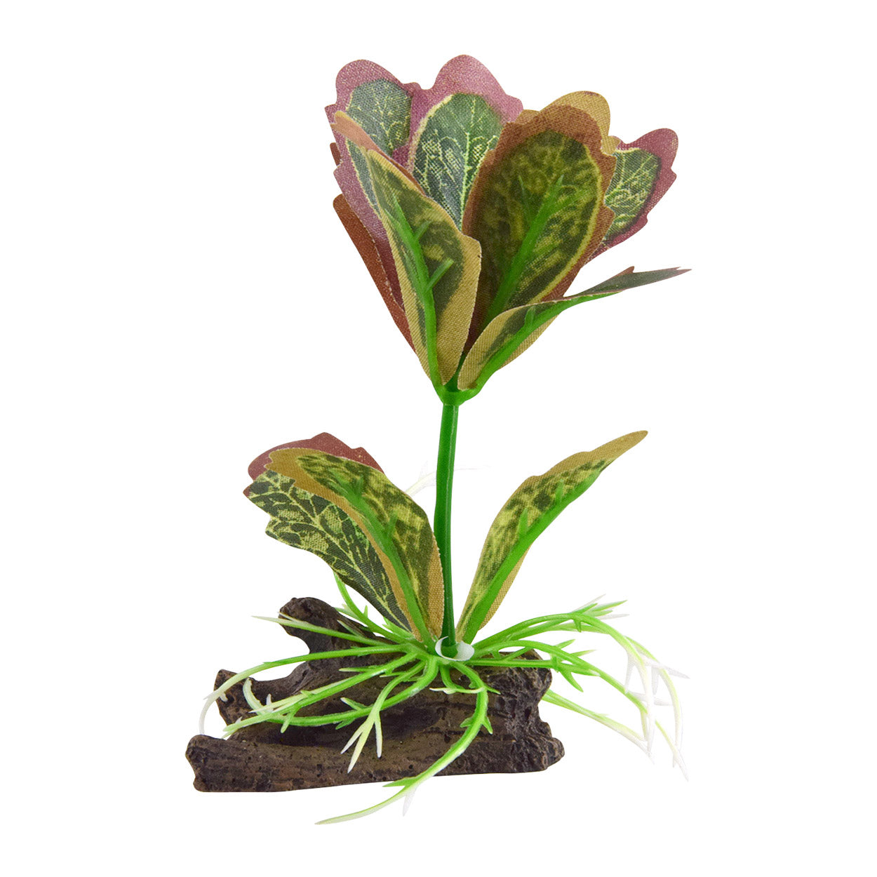 Underwater Treasures Kalanchoe Flapjack  