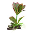 Underwater Treasures Kalanchoe Flapjack  