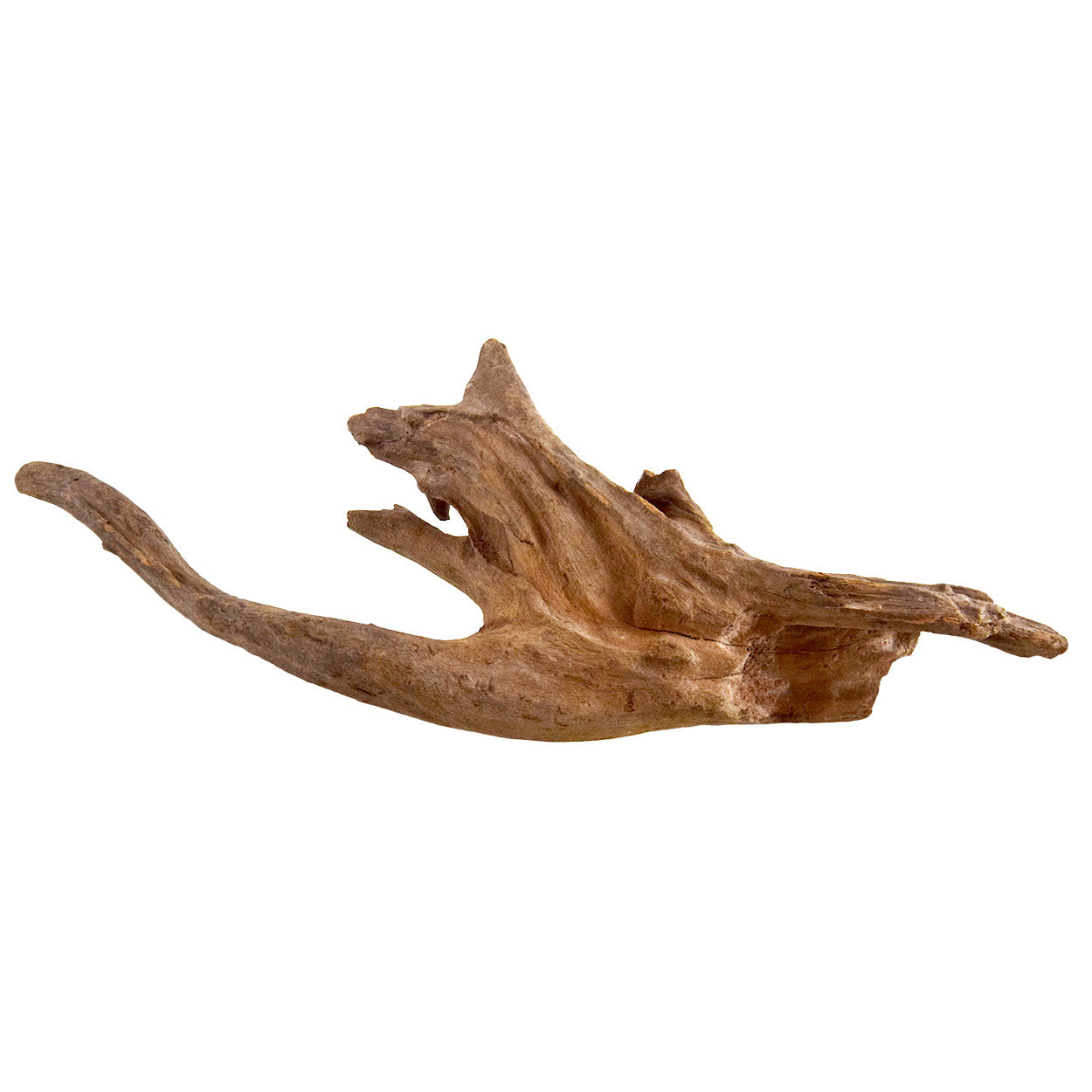 Underwater Treasures Kapas Root - Medium - Pack of 6  