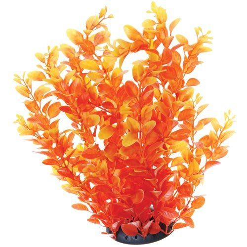 Underwater Treasures Orange Cardamine - 12"  