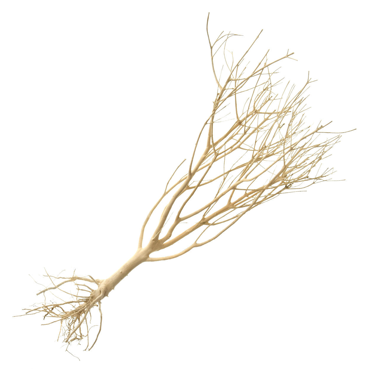 Underwater Treasures Photinia Wood - Large  