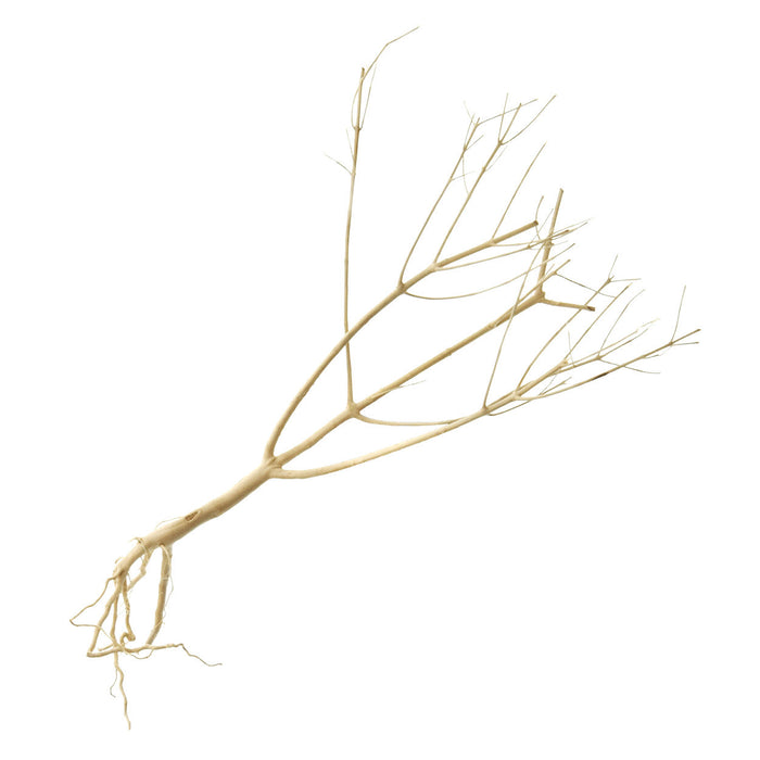 Underwater Treasures Photinia Wood - Medium