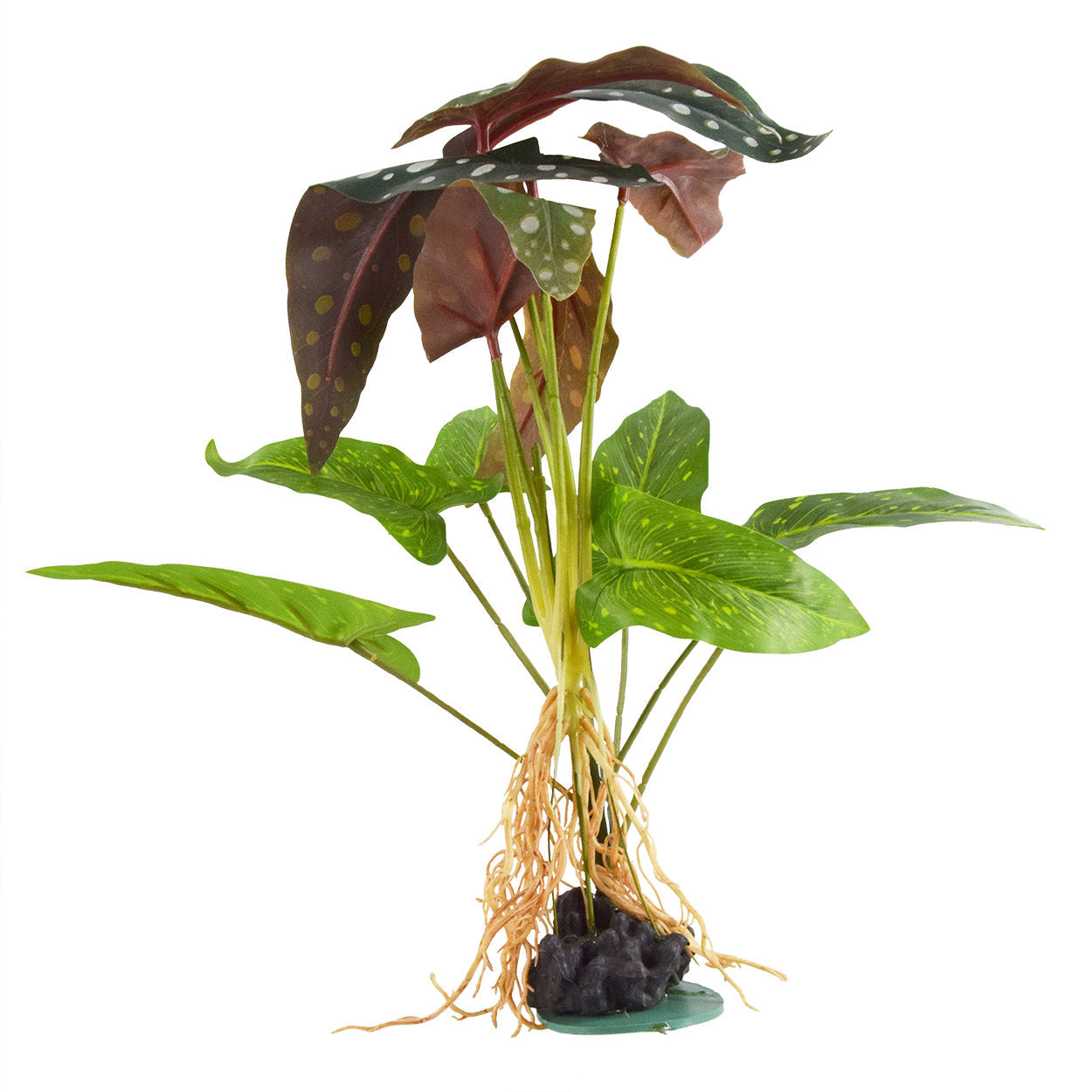 Underwater Treasures Polka Dot Syngonium  