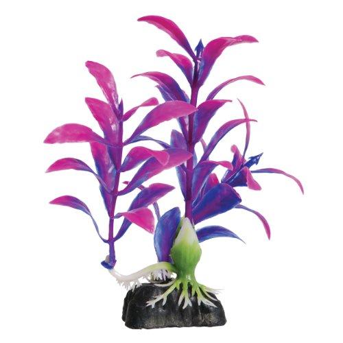 Underwater Treasures Purple Hygro - 4.5