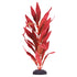 Underwater Treasures Red Hygro - 12"  