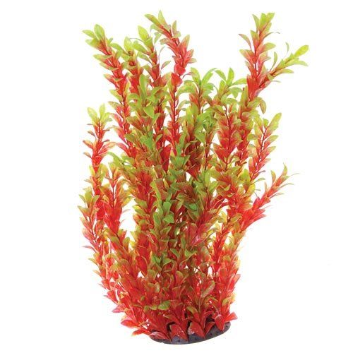 Underwater Treasures Red Ludwigia - 20