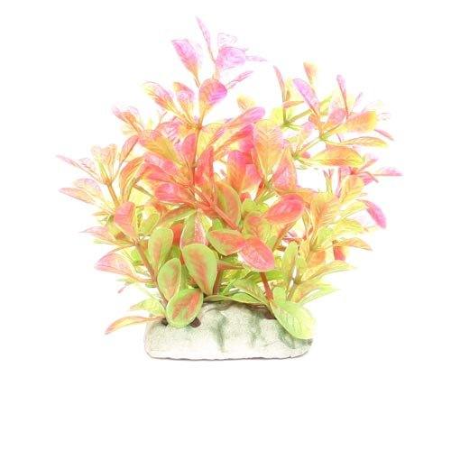 Underwater Treasures Red Moneywort - 3"  