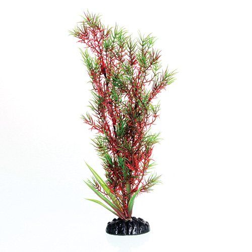 Underwater Treasures Red/Green Springeri - 12"  
